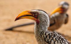 Yellow Billed Hornbill 202x84